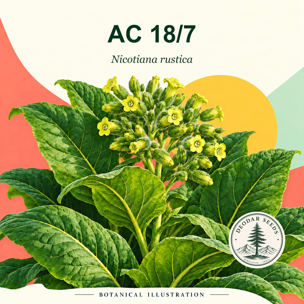 Illustrated cover: AC 18/7 (Nicotiana rustica)