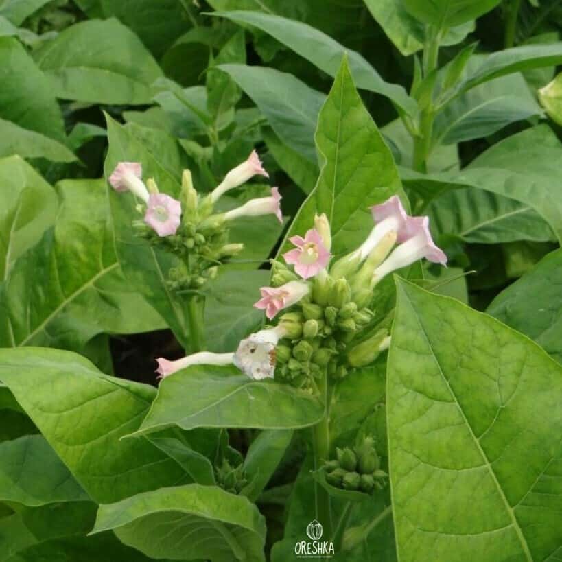 Tobacco Tennessee Burley Seeds