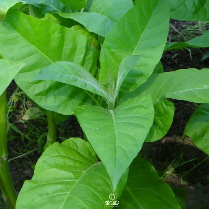Tobacco Tennessee Burley TN90 Seeds