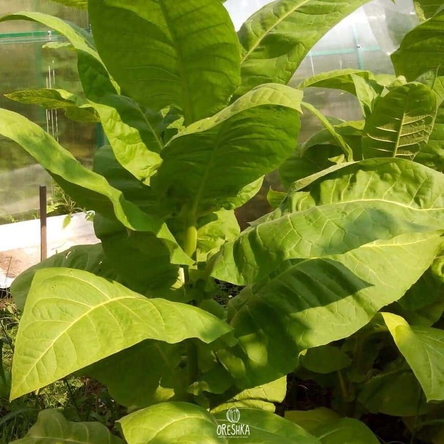 Tobacco Kentucky-15 (KY-15) Seeds
