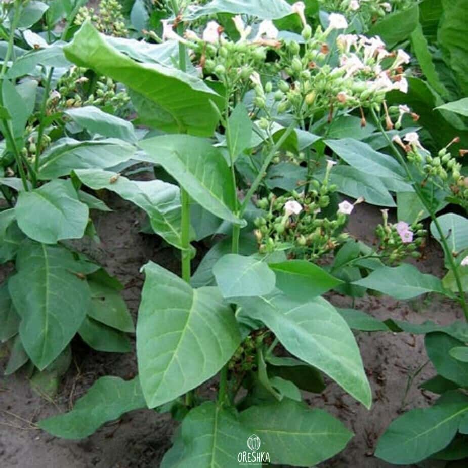Tobacco Ahus (Alida) Seeds