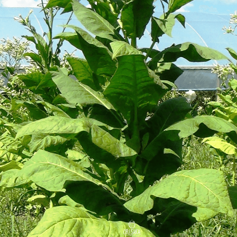 Tobacco Soviet Large-Leaved Seeds