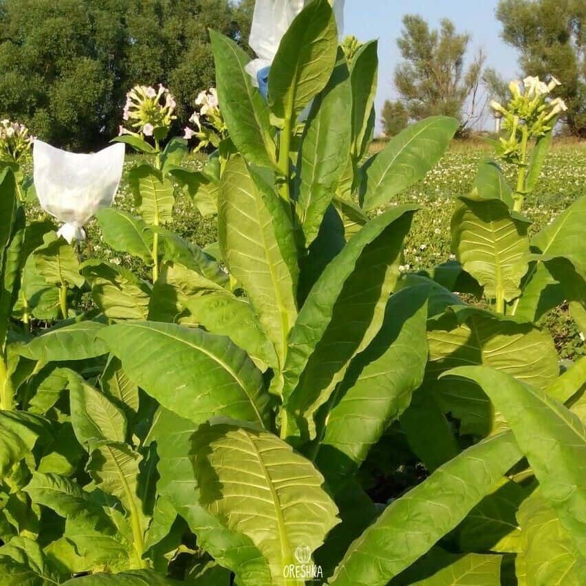 Tobacco Herzegovina Flor Seeds