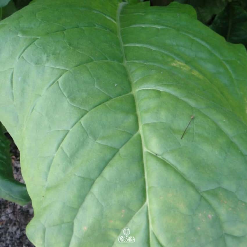 Tobacco Golden Seal Burley Seeds