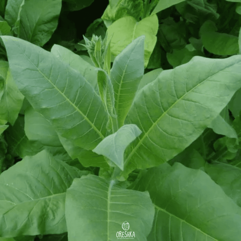 Tobacco Xanthi Seeds