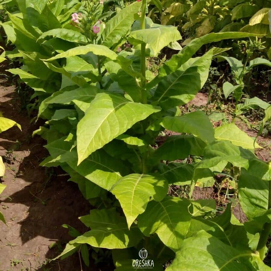 Tobacco Sumatra (Indonesian) Seeds