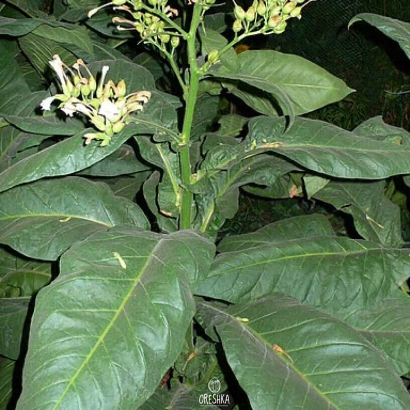 Tobacco Black Indian Seeds