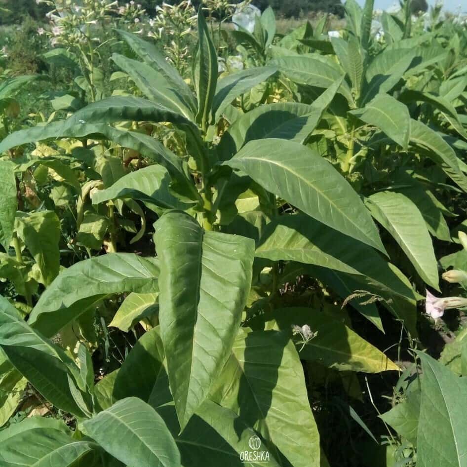 Tobacco Bolivian Criollo Black Seeds