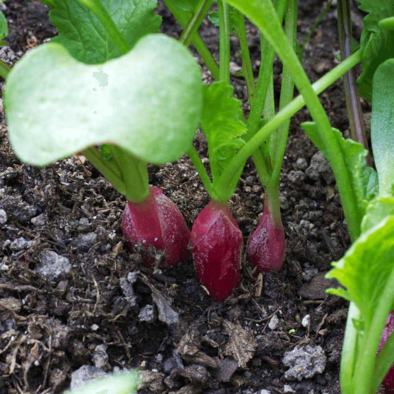 Radish Full Red (Mooli)