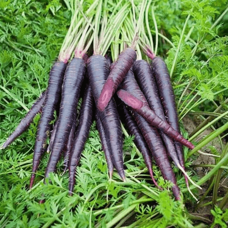 Carrot black Seeds