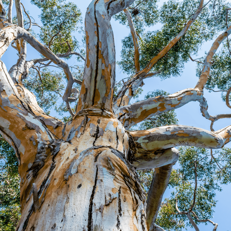 Eucalyptus Hybrid Seeds