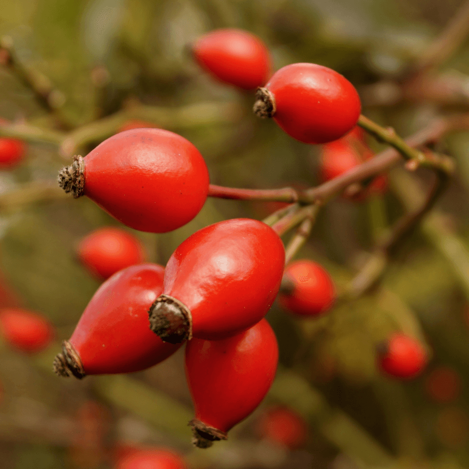 Himalayan rosehip multiflora Seeds