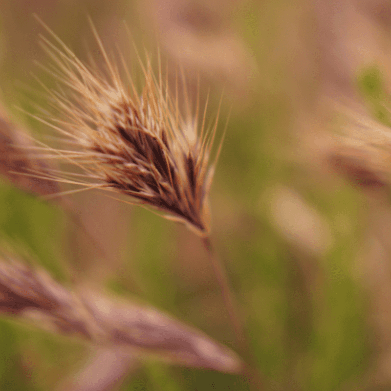 Rescuegrass, Grazing brome Seeds