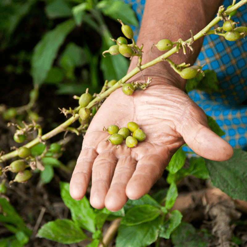 Cardamom Seeds