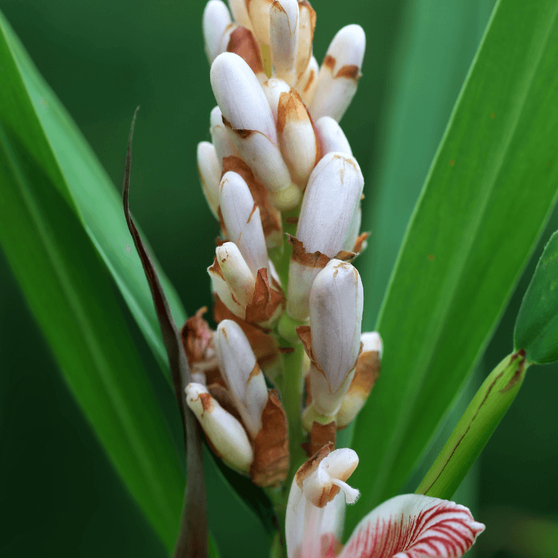 Cardamom