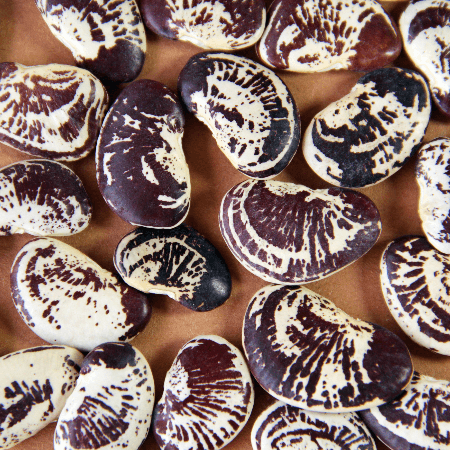 Christmas lima beans Seeds