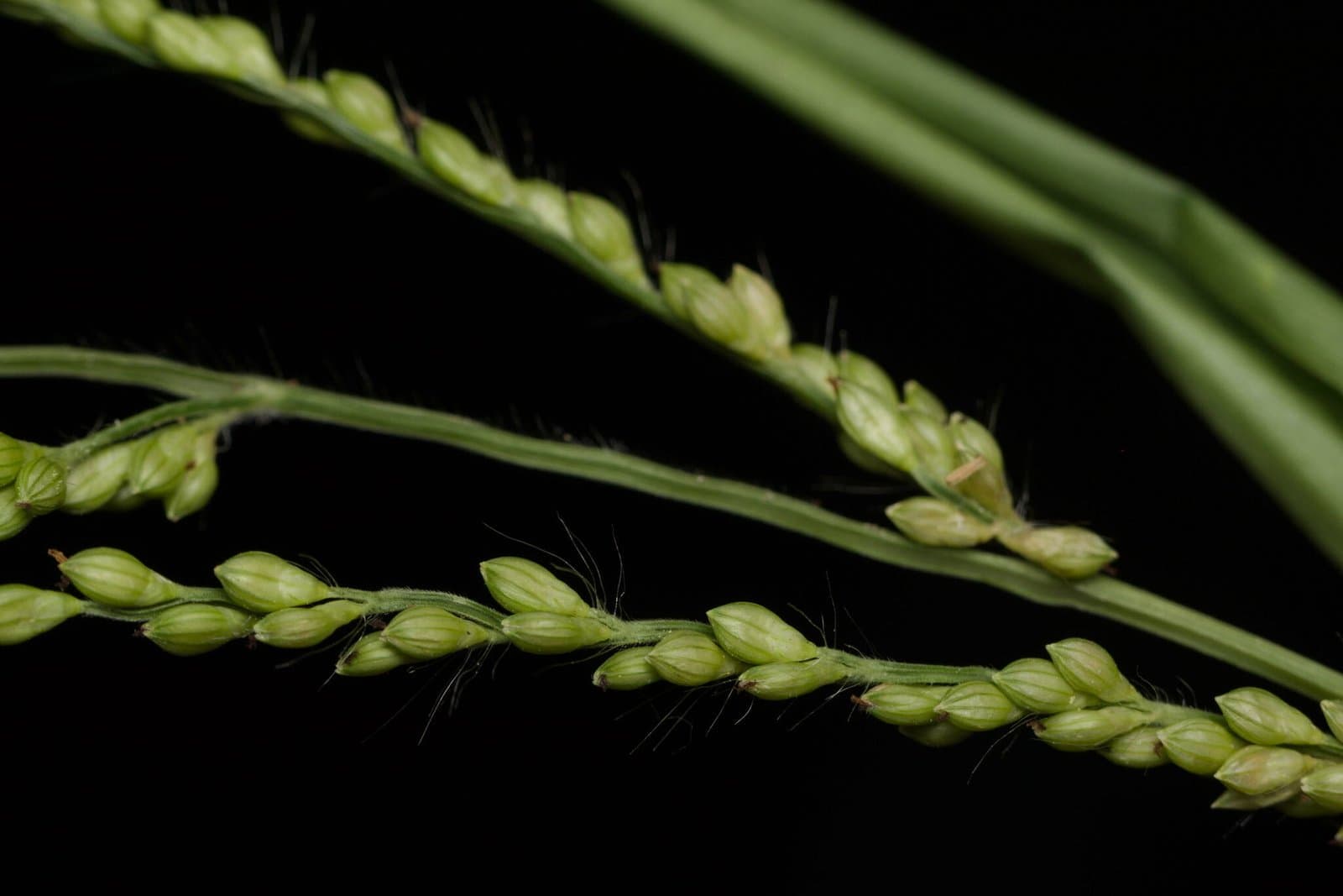 Brown top Millet