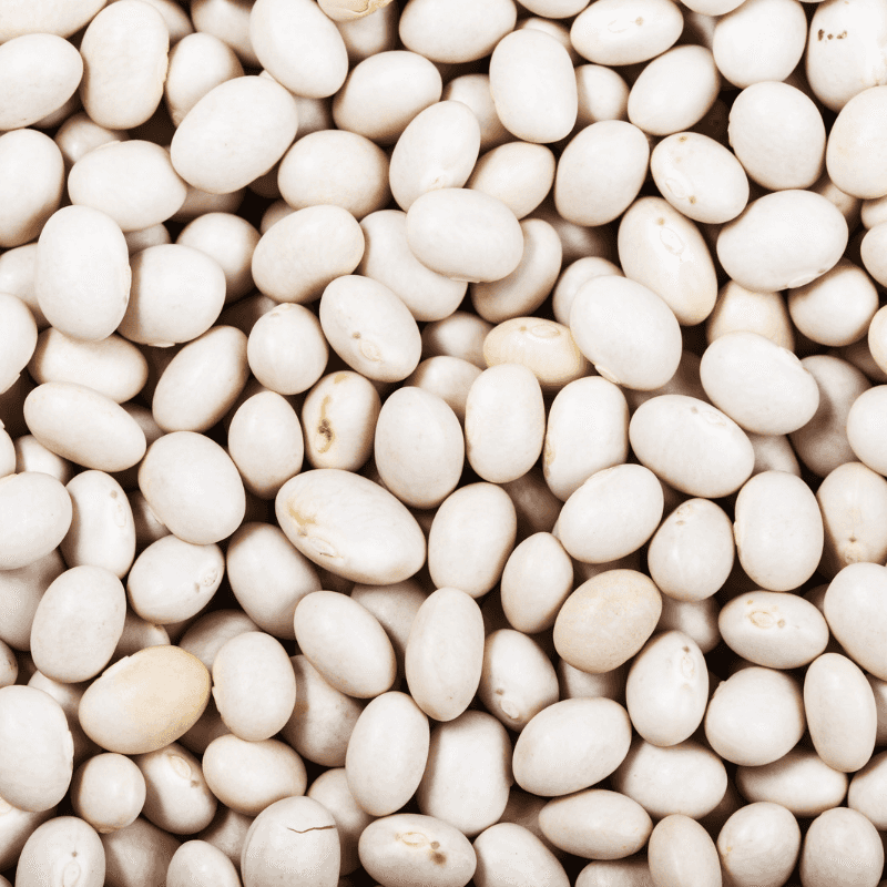 White Navy beans Seeds