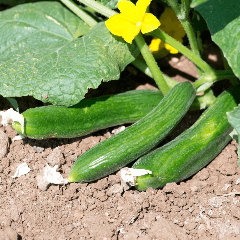 Cucumber summer green