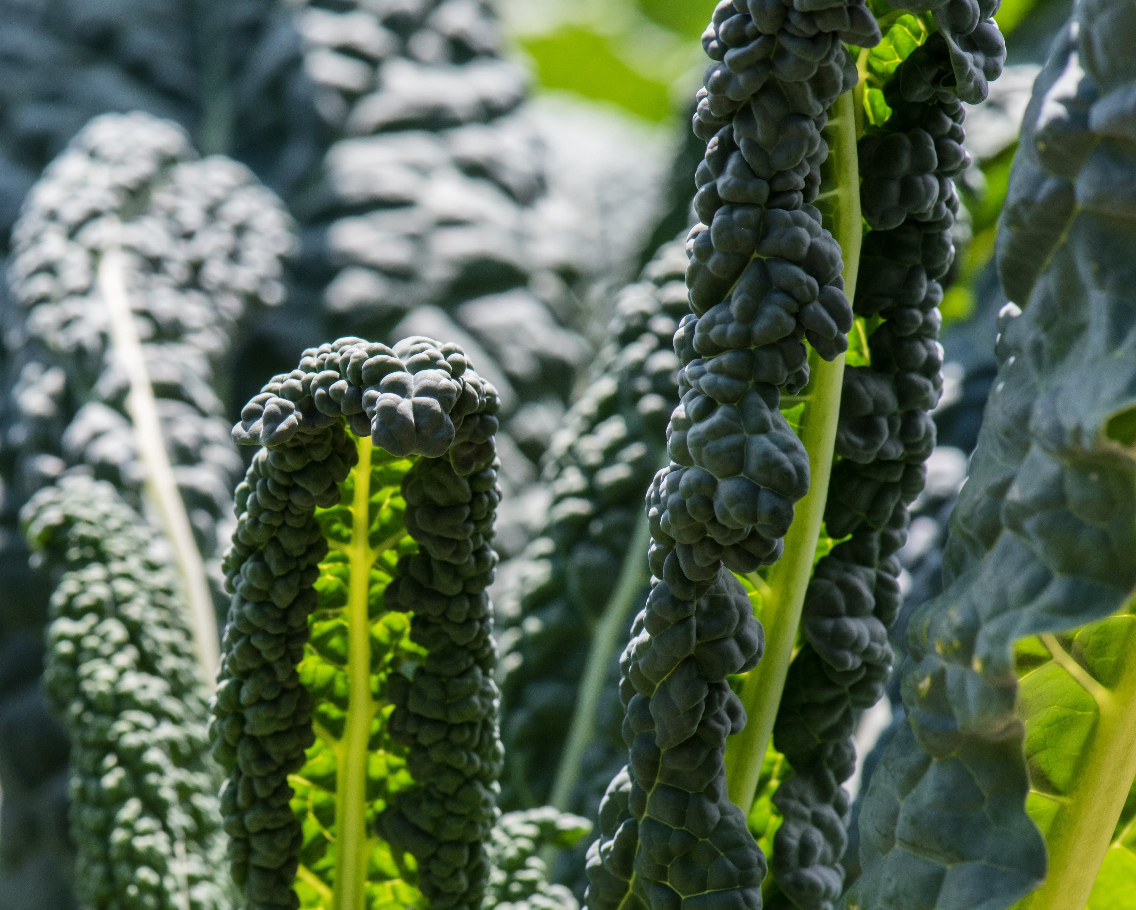 Lacinato Black Kale Seeds