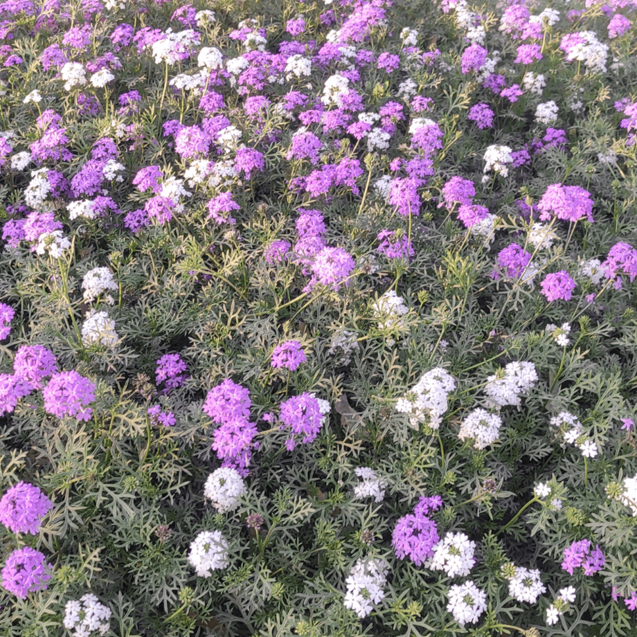 Verbena Tenuisecta seeds agrotechnic growing guide