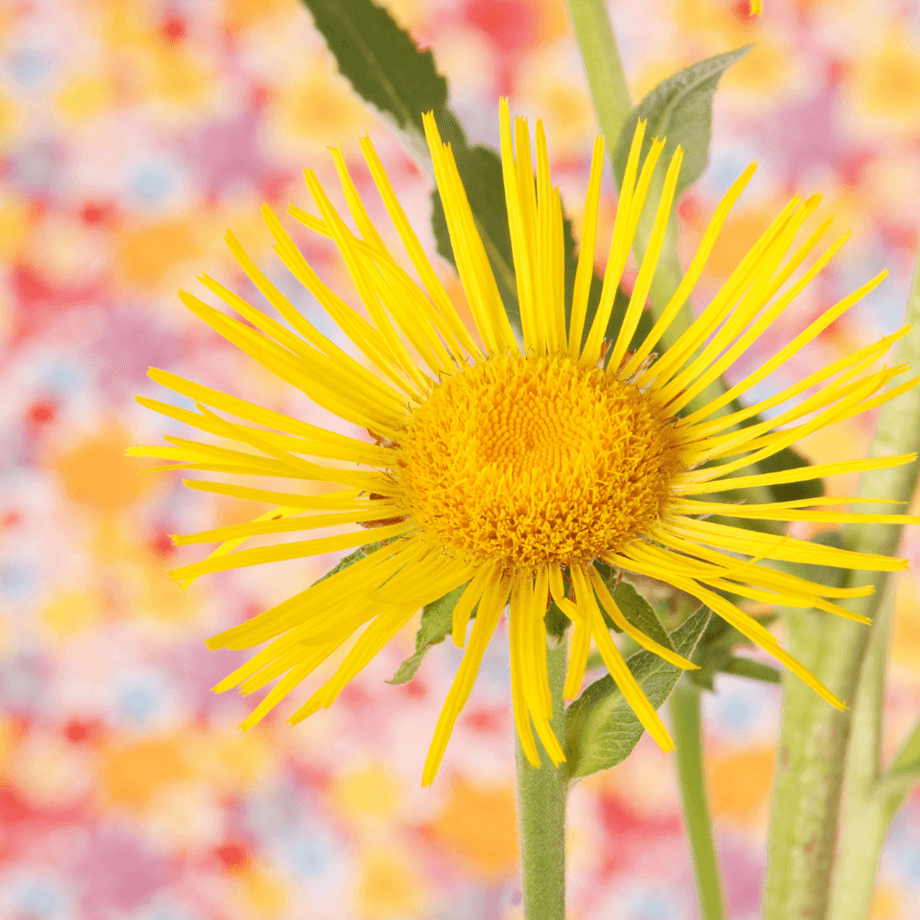 Inula, Elecampane seeds agrotechnic growing guide