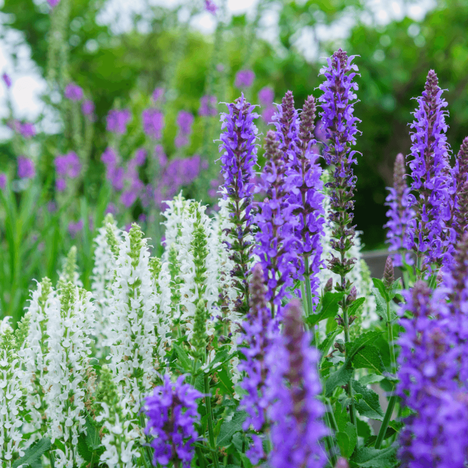Salvia seeds agrotechnic growing guide