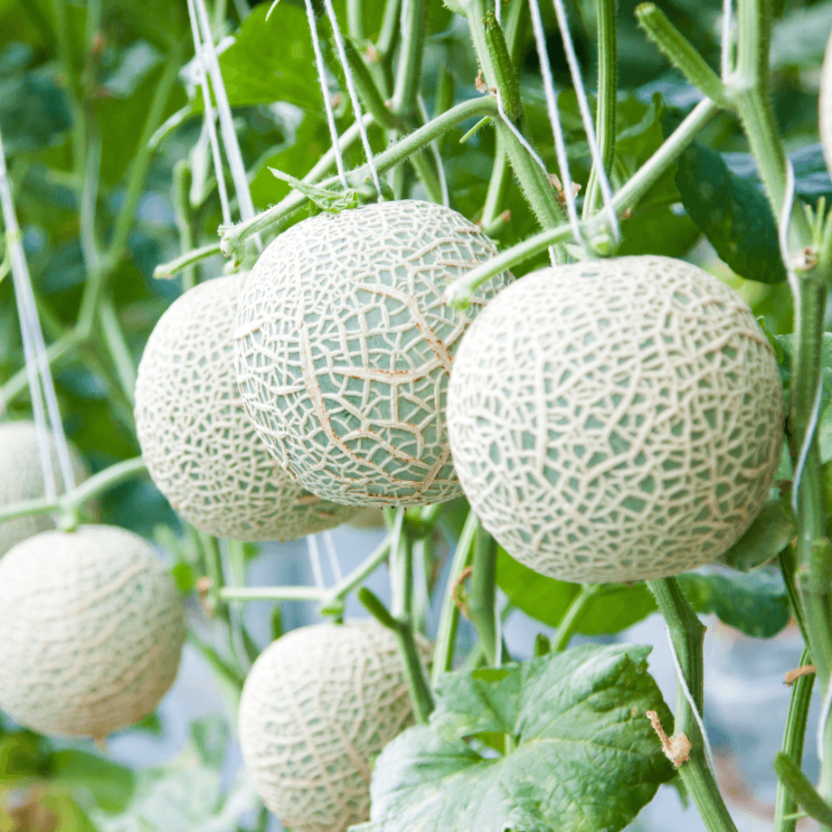 Melon seeds agrotechnic growing guide