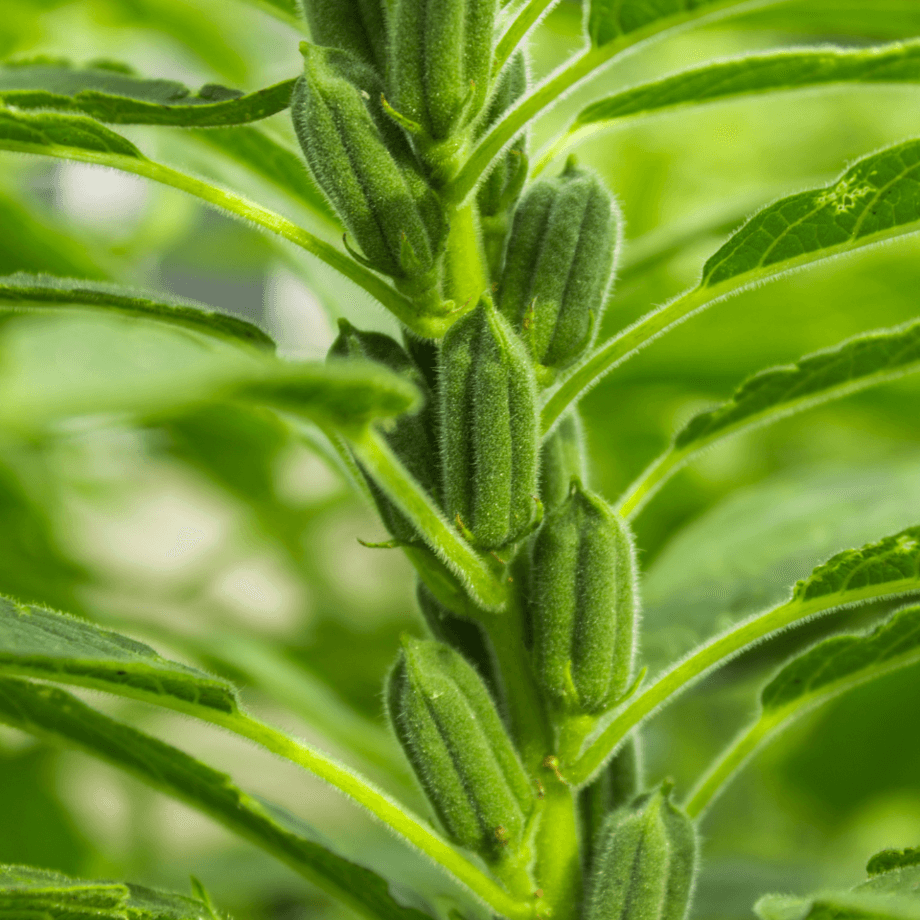Sesame seeds agrotechnic growing guide