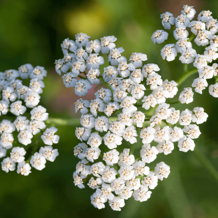 Common Yarrow seeds agrotechnic growing guide