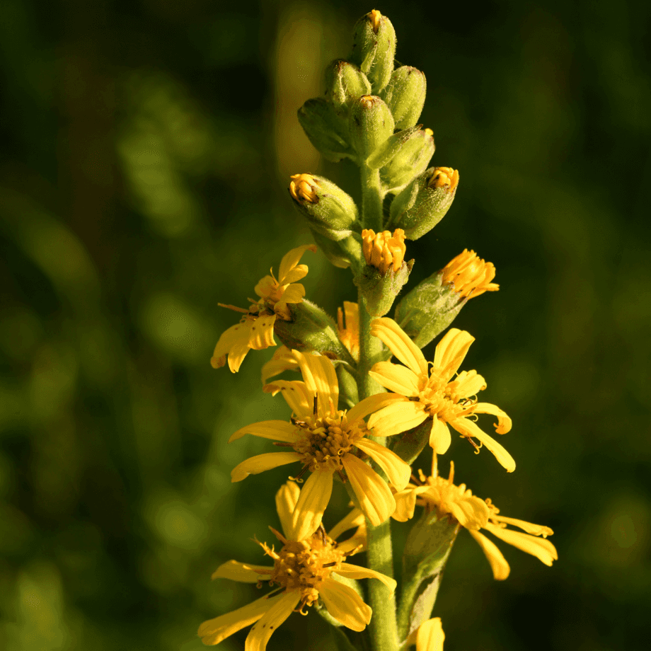 Goldenrod seeds agrotechnic growing guide