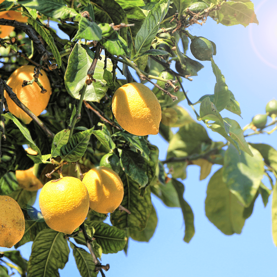 Lemon seeds agrotechnic growing guide