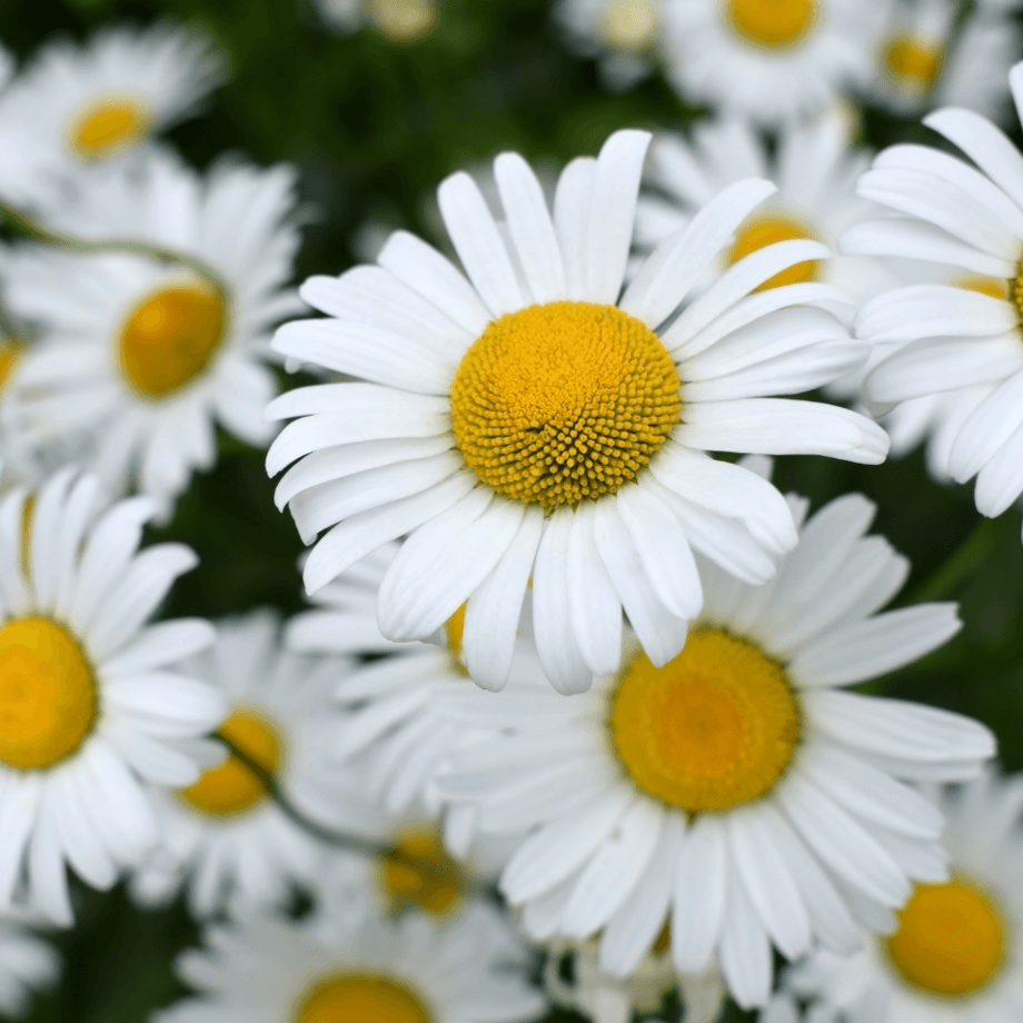 Chamomile daisy silver princess seeds agrotechnic growing guide