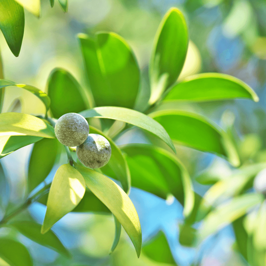 Nageia nagi seeds agrotechnic growing guide