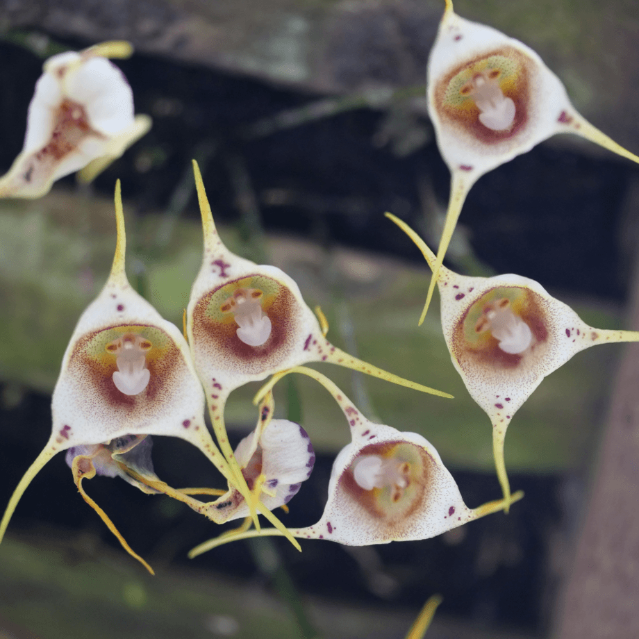 Orchid monkey face seeds agrotechnic growing guide