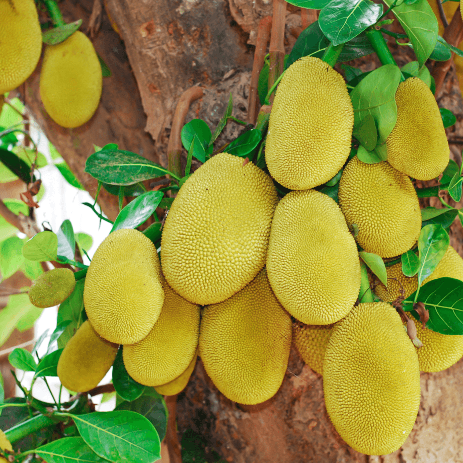 Jackfruit seeds agrotechnic growing guide