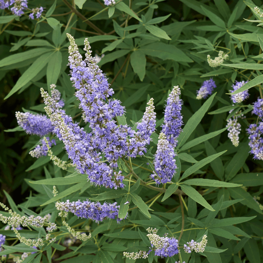 Vitex seeds agrotechnic growing guide