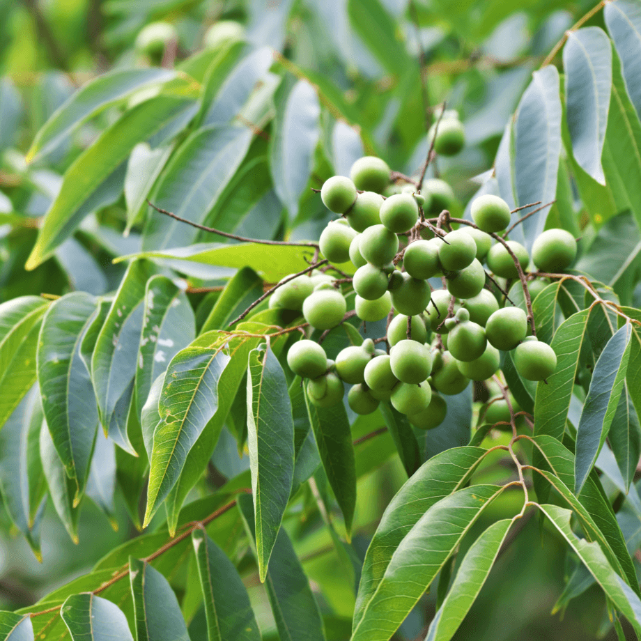 Sapindus seeds agrotechnic growing guide