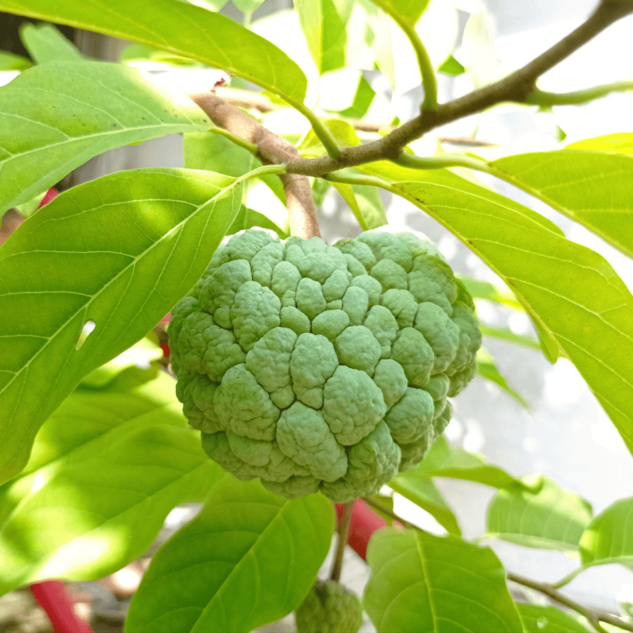 Annona seeds agrotechnic growing guide