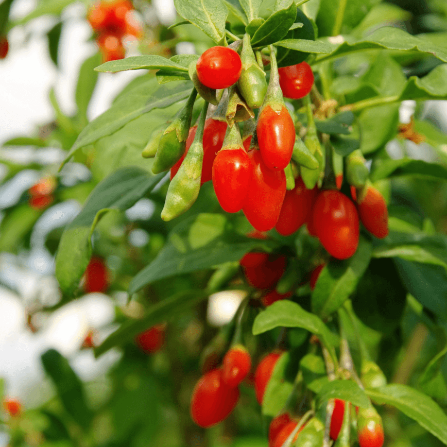 Goji seeds agrotechnic growing guide