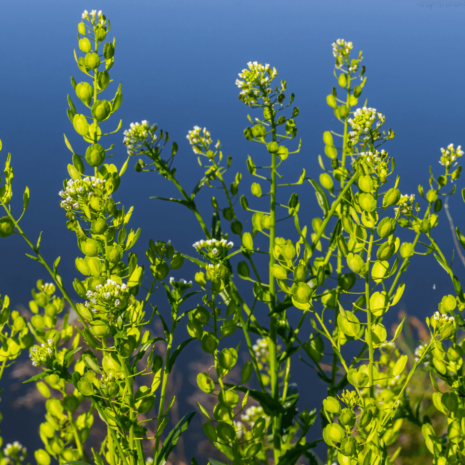 Thlaspi arvense seeds agrotechnic growing guide