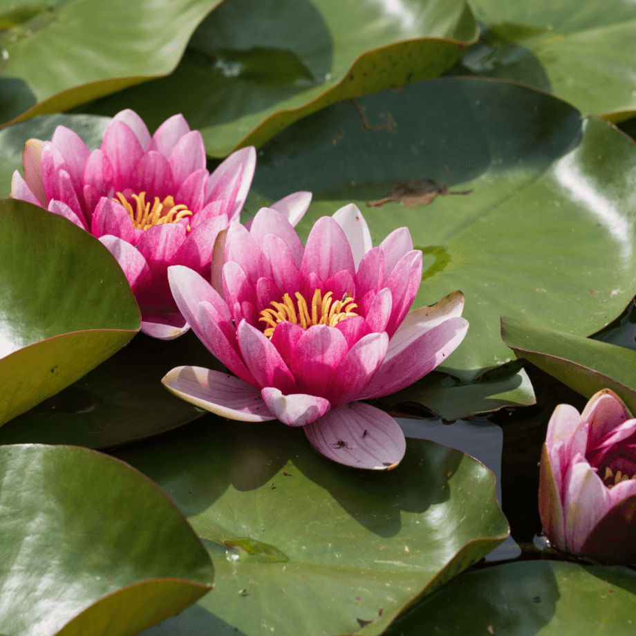 Lotus seeds agrotechnic growing guide