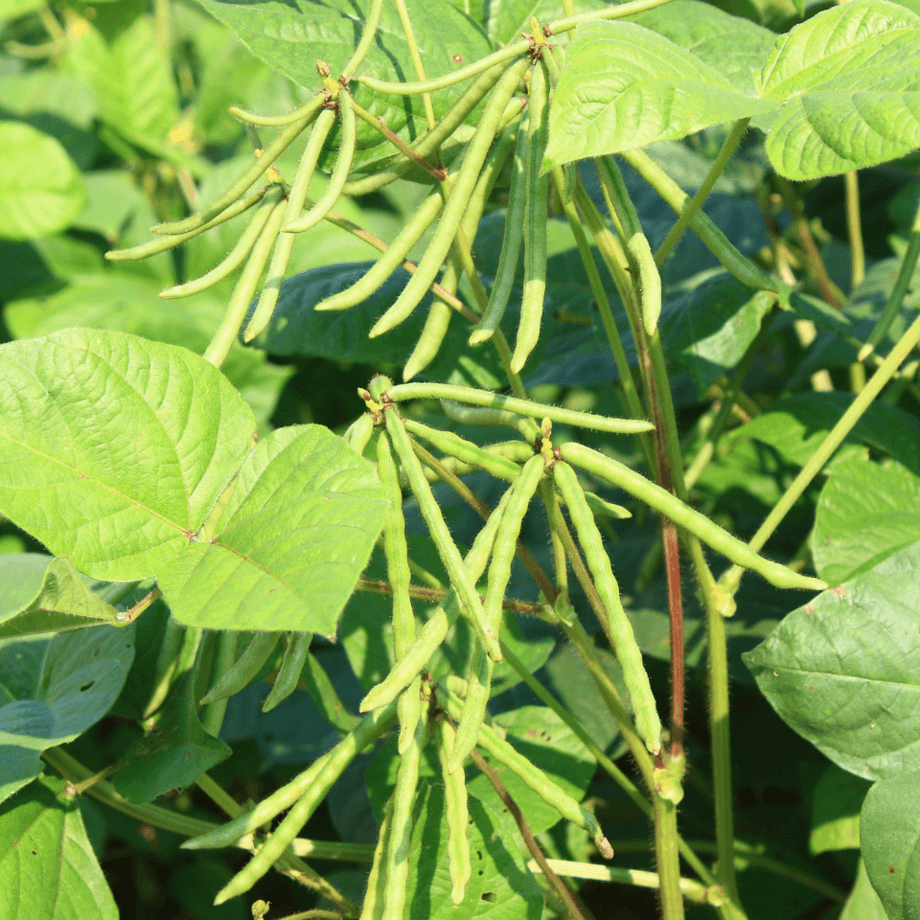 Mung beam seeds agrotechnic growing guide