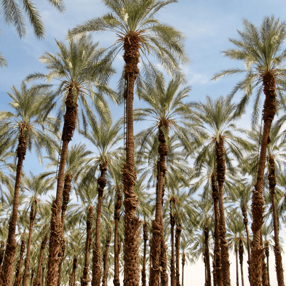 Dates seeds growing guide