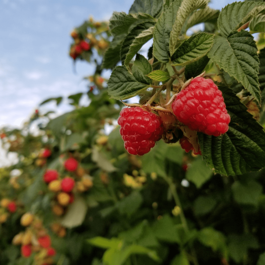 Raspberry seeds agrotechnic growing guide