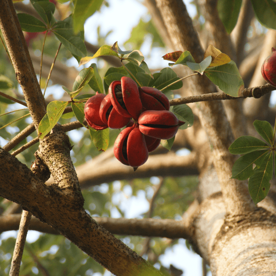 Sterculia seeds agrotechnic growing guide