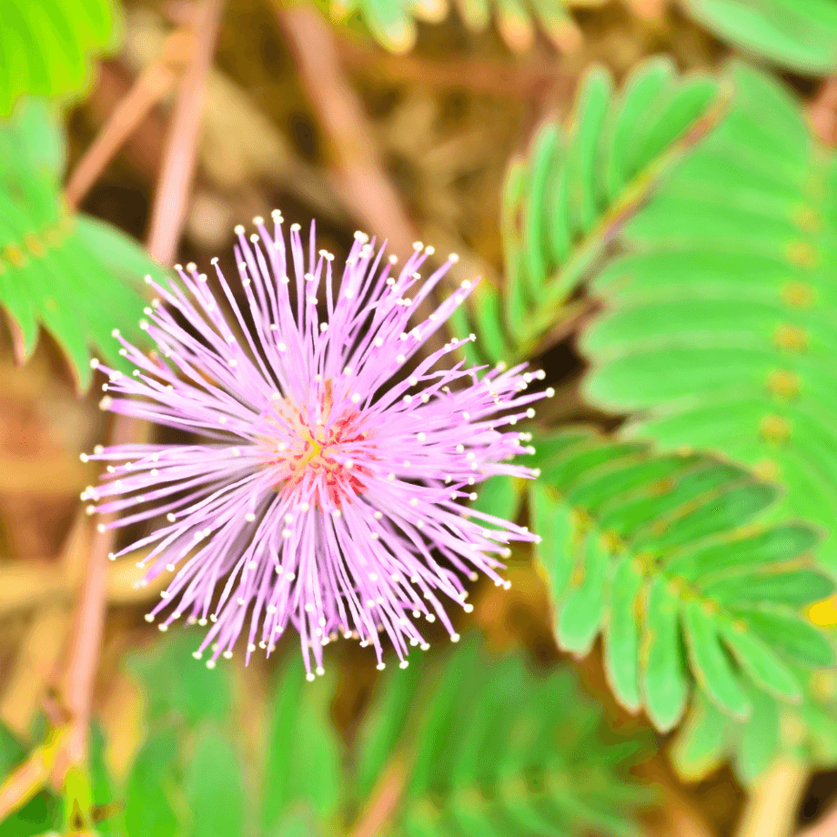 Mimosa pudica seeds agrotechnic growing guide