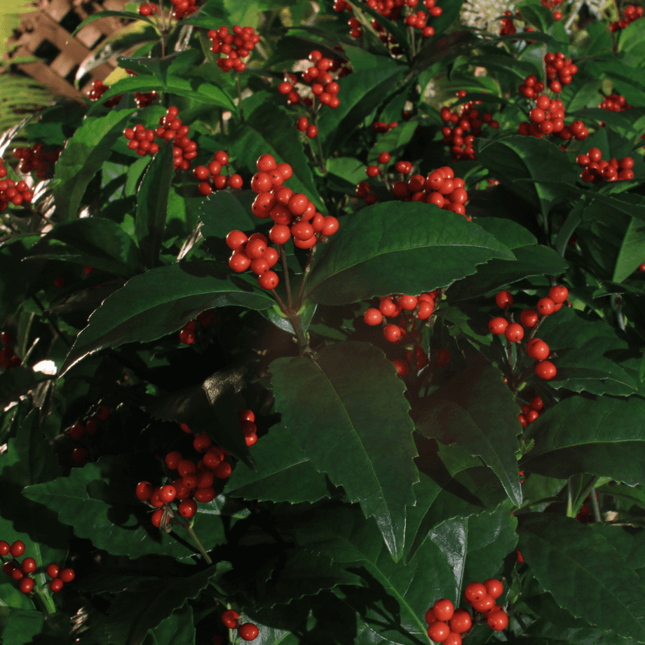 Chloranthus spicatus seeds agrotechnic growing guide