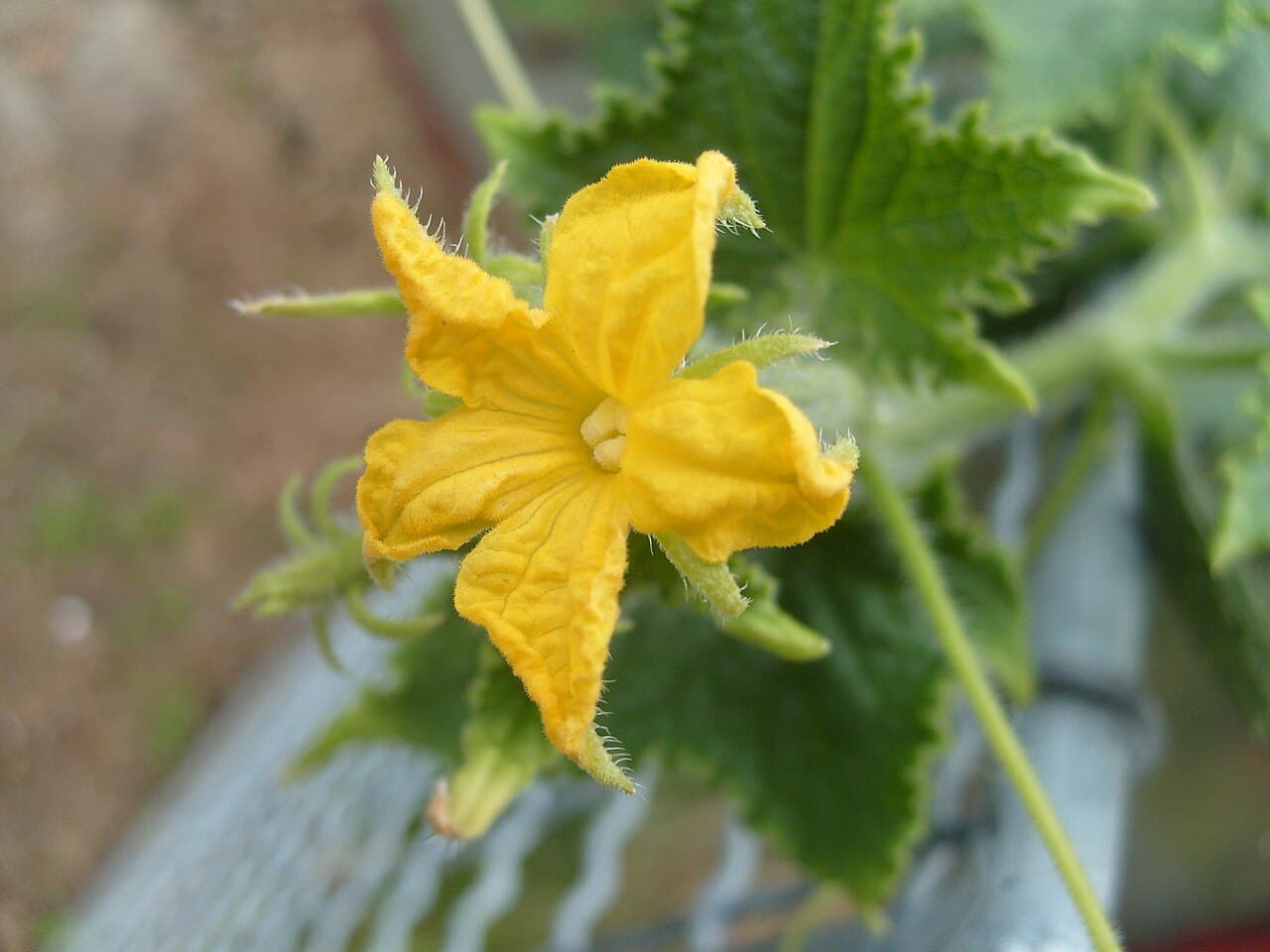 Reference image for Cucumis sativus