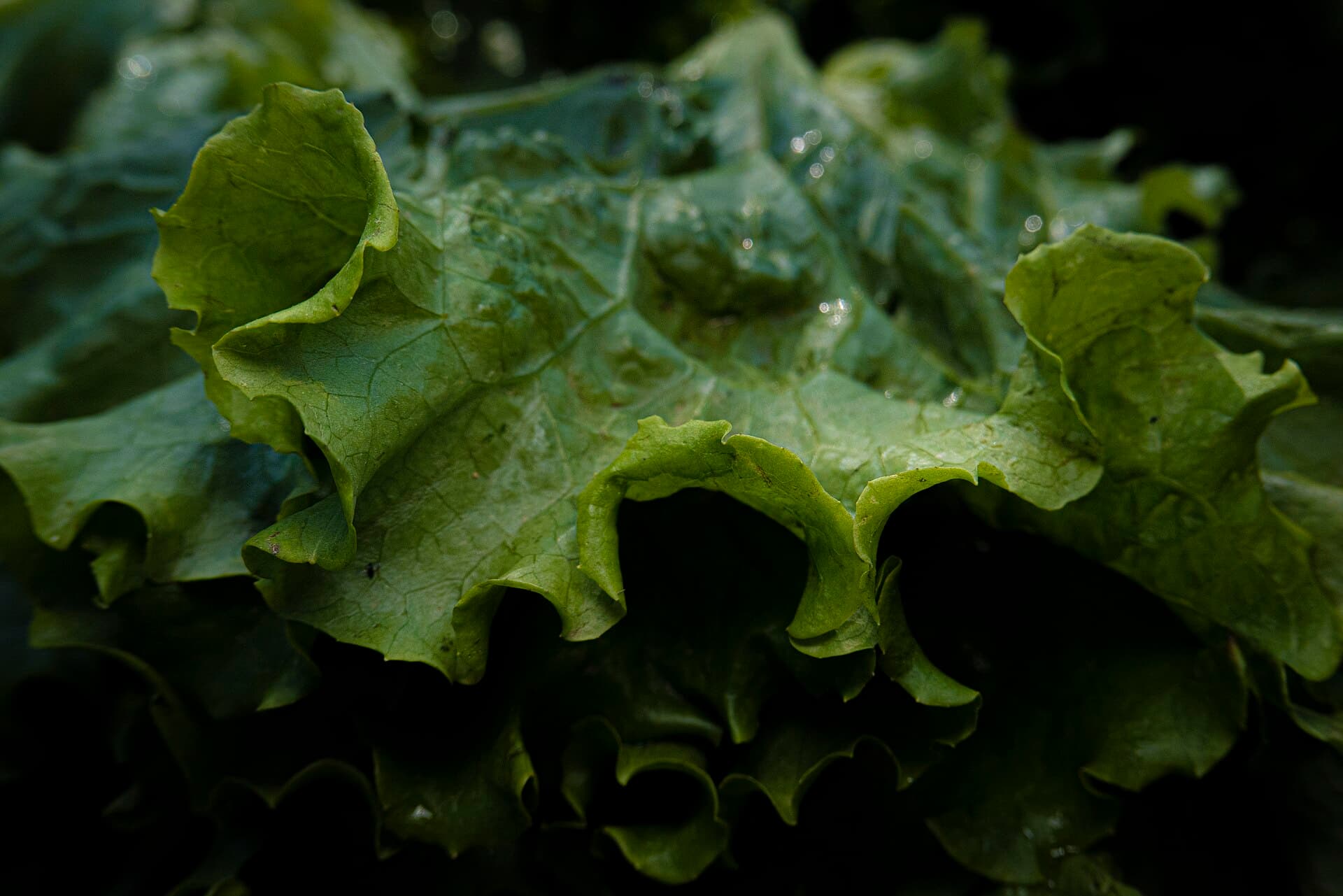 Reference image for Lactuca sativa